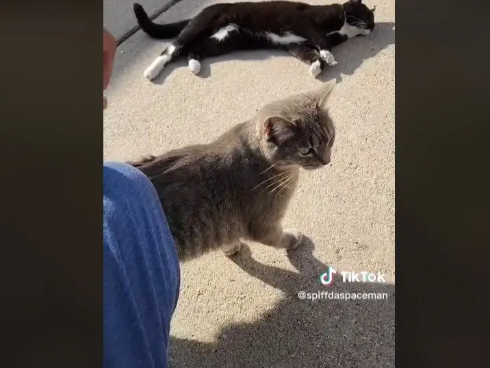 Image credit: TikTok | @spiffdaspaceman