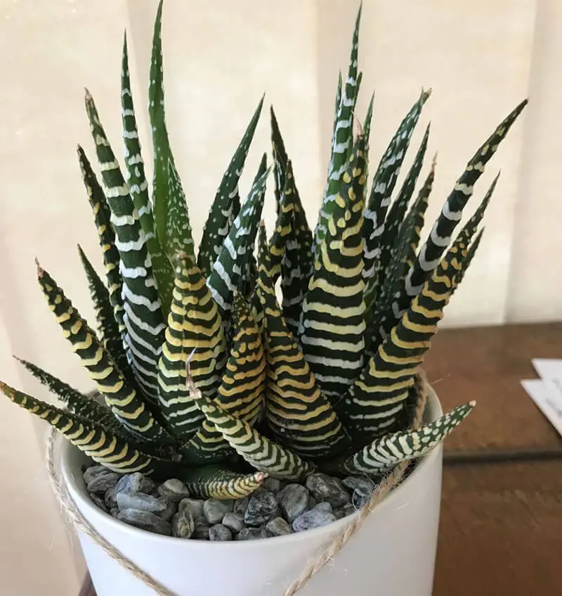 Image credit: Our House Plants