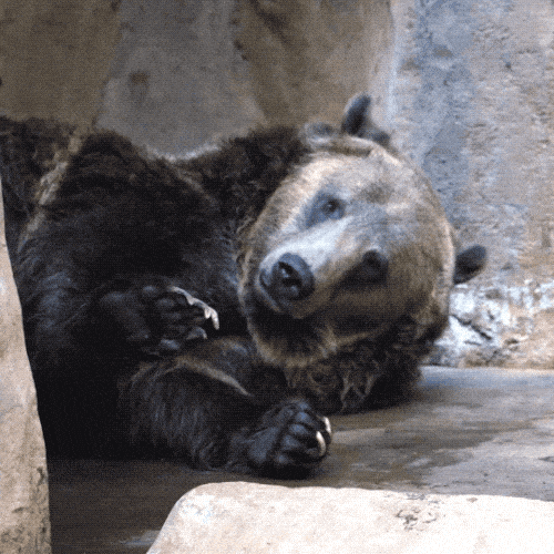 Image credit: Giphy | San Diego Zoo Wildlife Alliance
