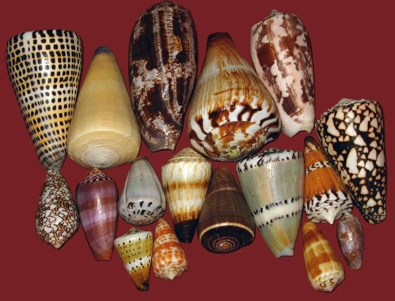 Image credit: Wikimedia Commons | Pet