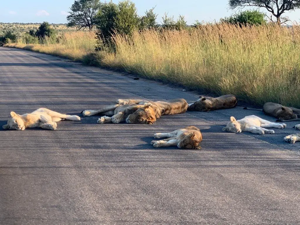 Image credit: Richard Sowry via Twitter | @SANParksKNP
