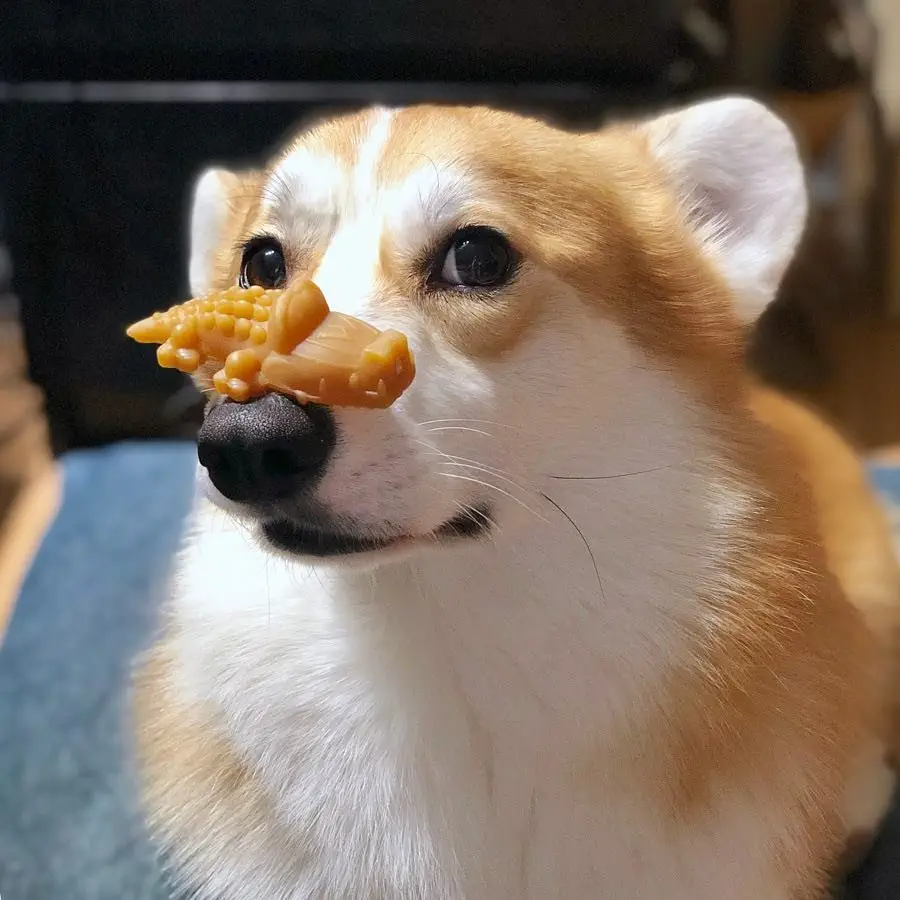 Image credit: Instagram | @leonardo.da.corgi