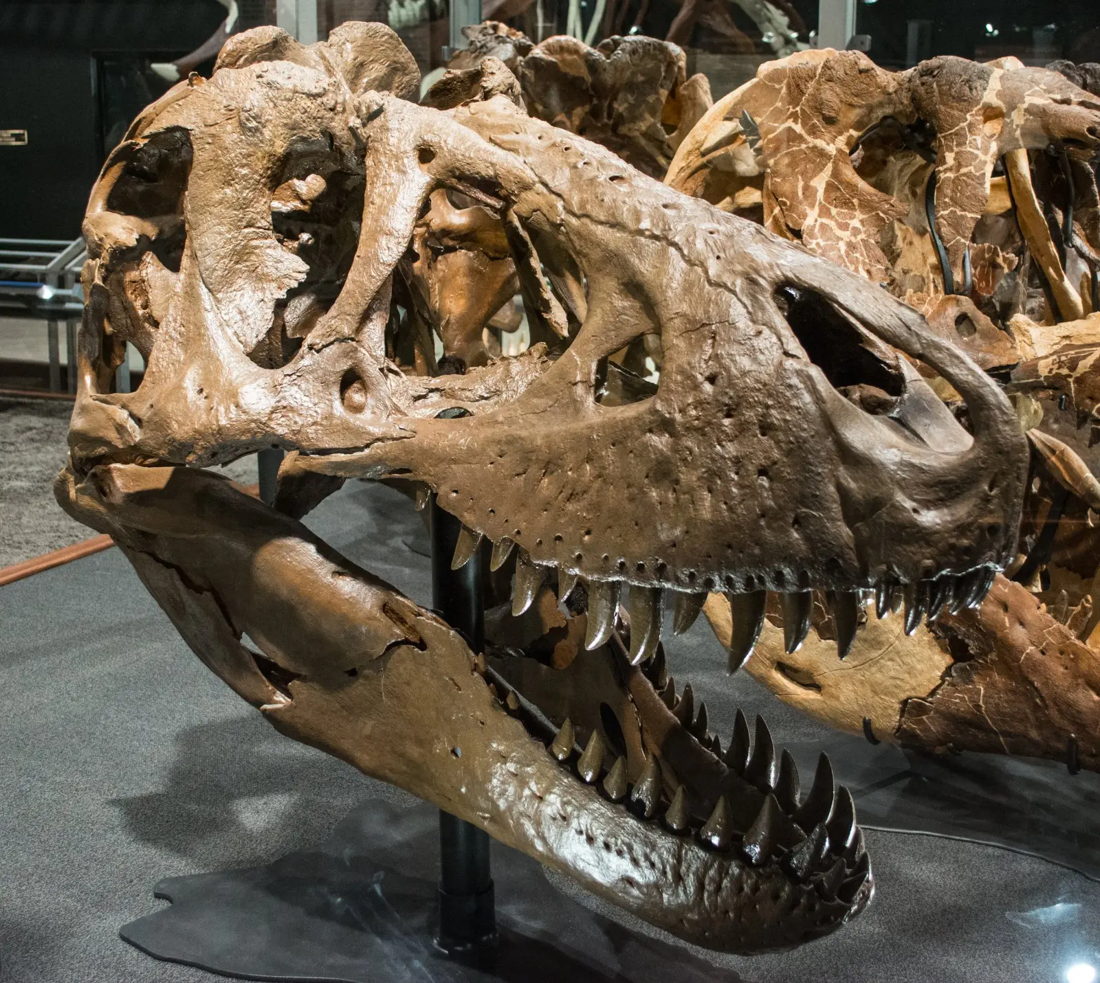 Image credit: https://diplycom5cc47.zapwp.com/q:i/r:0/wp:1/w:1/u:https://commons.wikimedia.org/wiki/File:B-rex_skull.jpg