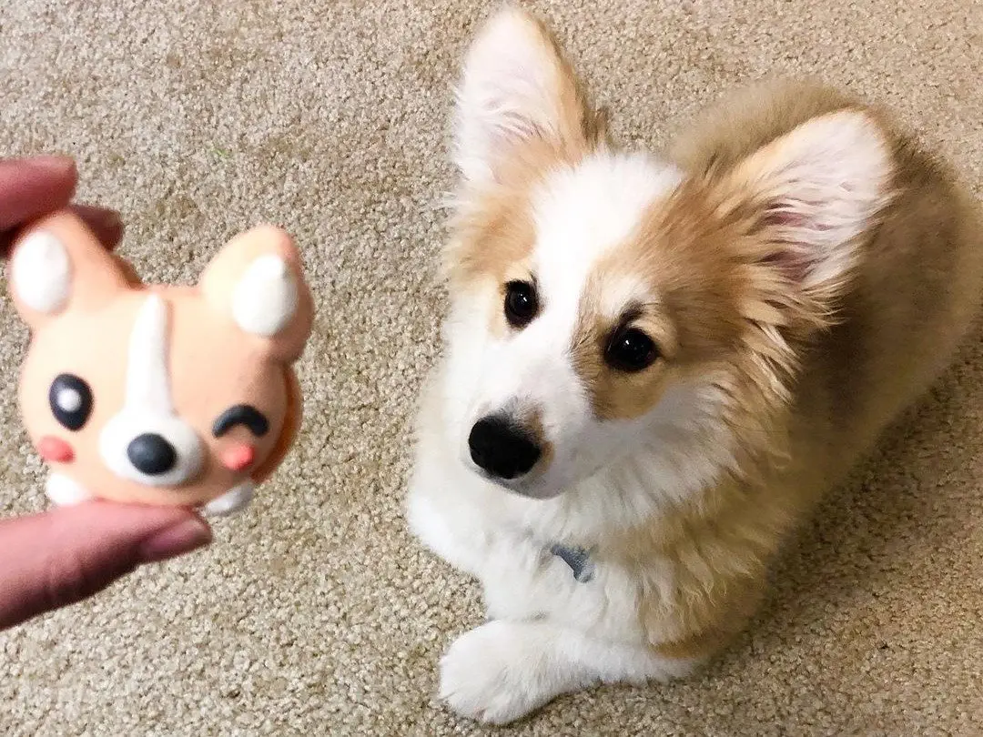 Image credit: instagram | @wrigleyfluffycorgi