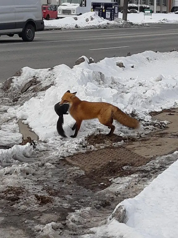 Image credit: Reddit | Chispy