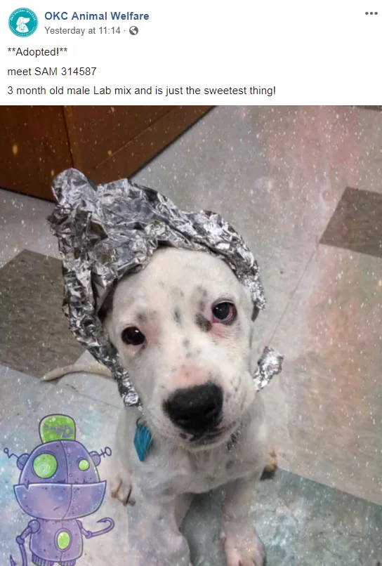 Image credit: Facebook | OKC Animal Welfare