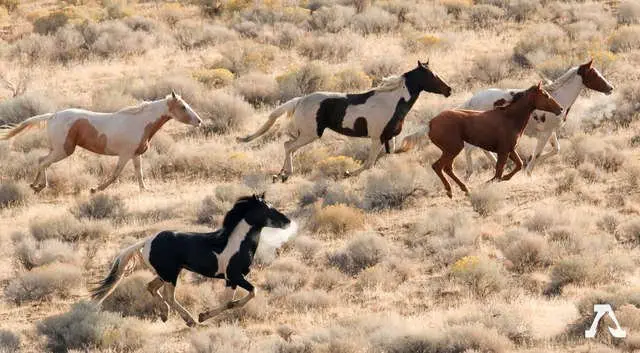 Image credit: American Wild Horse Campaign