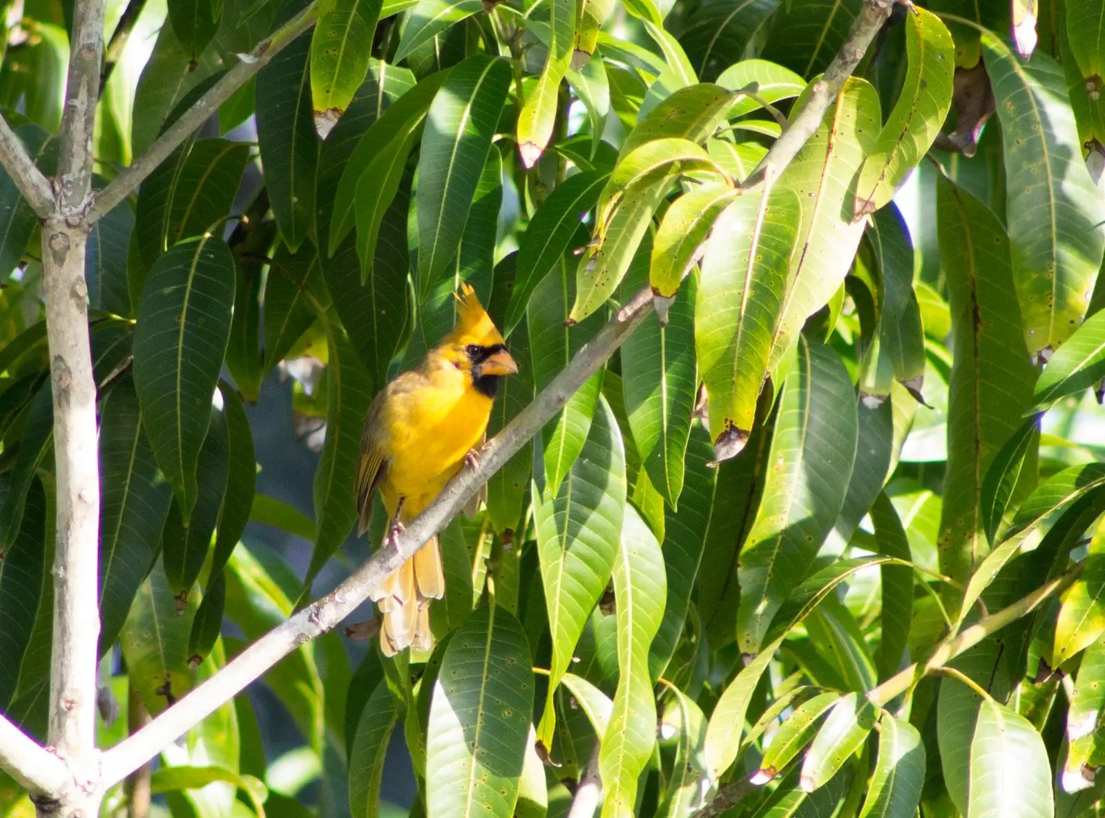 Image credit: Facebook | Sunny the Yellow Cardinal