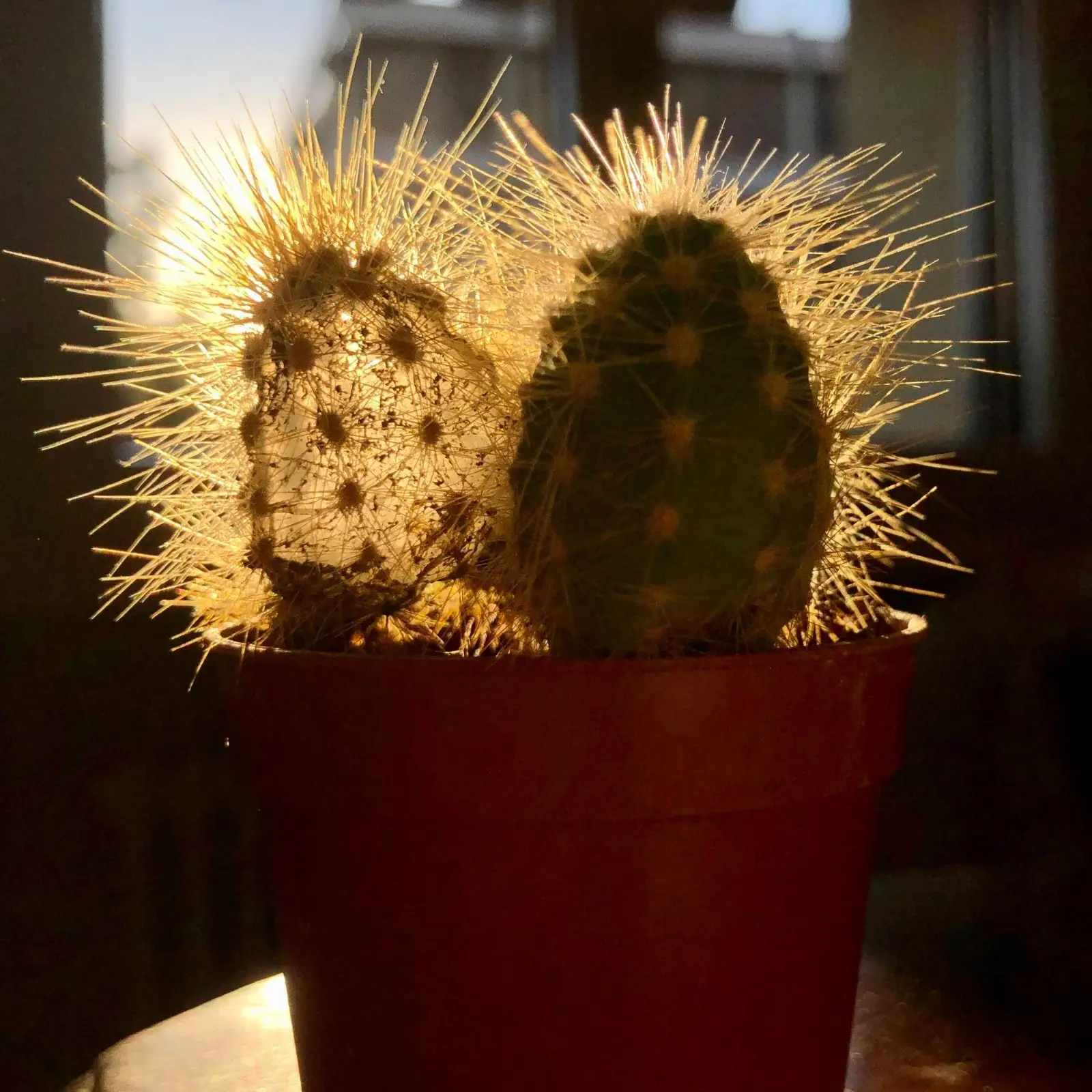 Image credit: Reddit | Oscienziato