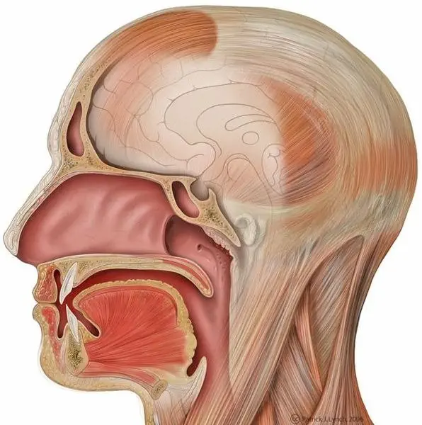 Image credit: Wikimedia Commons | Patrick J. Lynch
