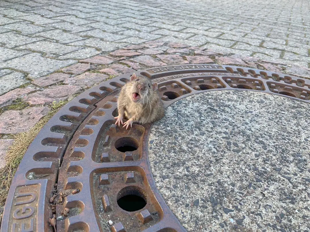 Image credit: Facebook | Berufstierrettung Rhein Neckar