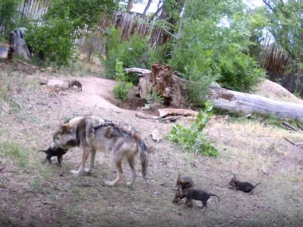 Image credit: YouTube | Albuquerque BioPark