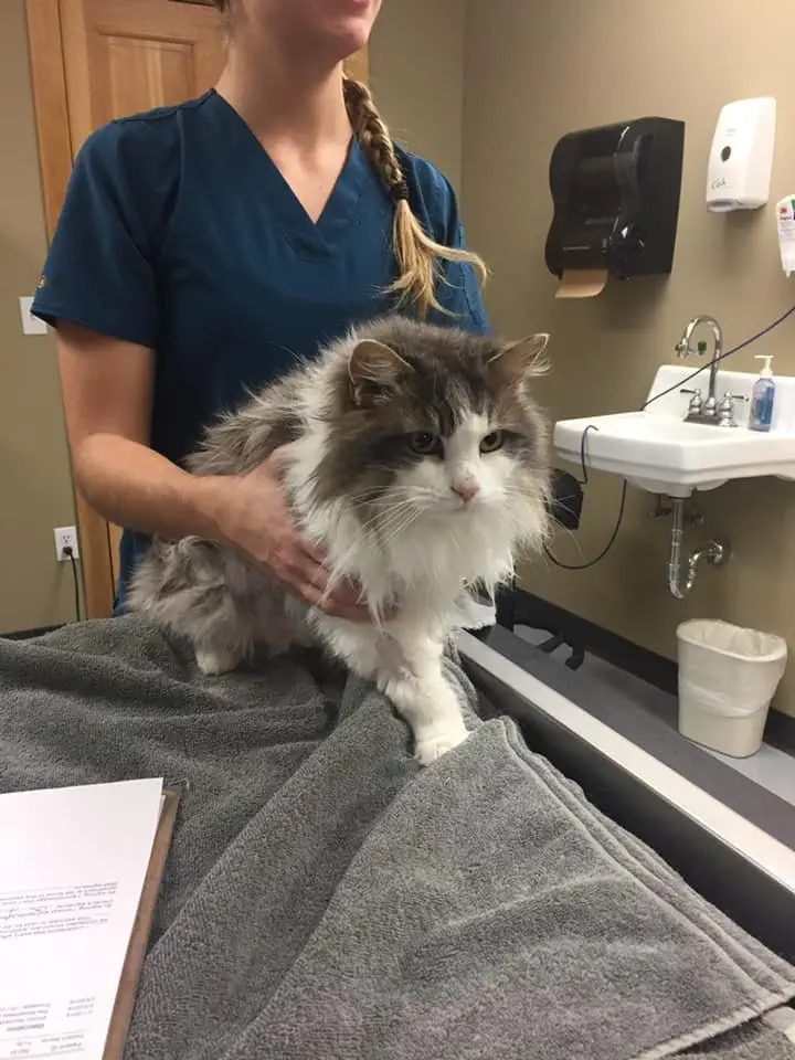 Image credit: Facebook | Animal Clinic of Kalispell