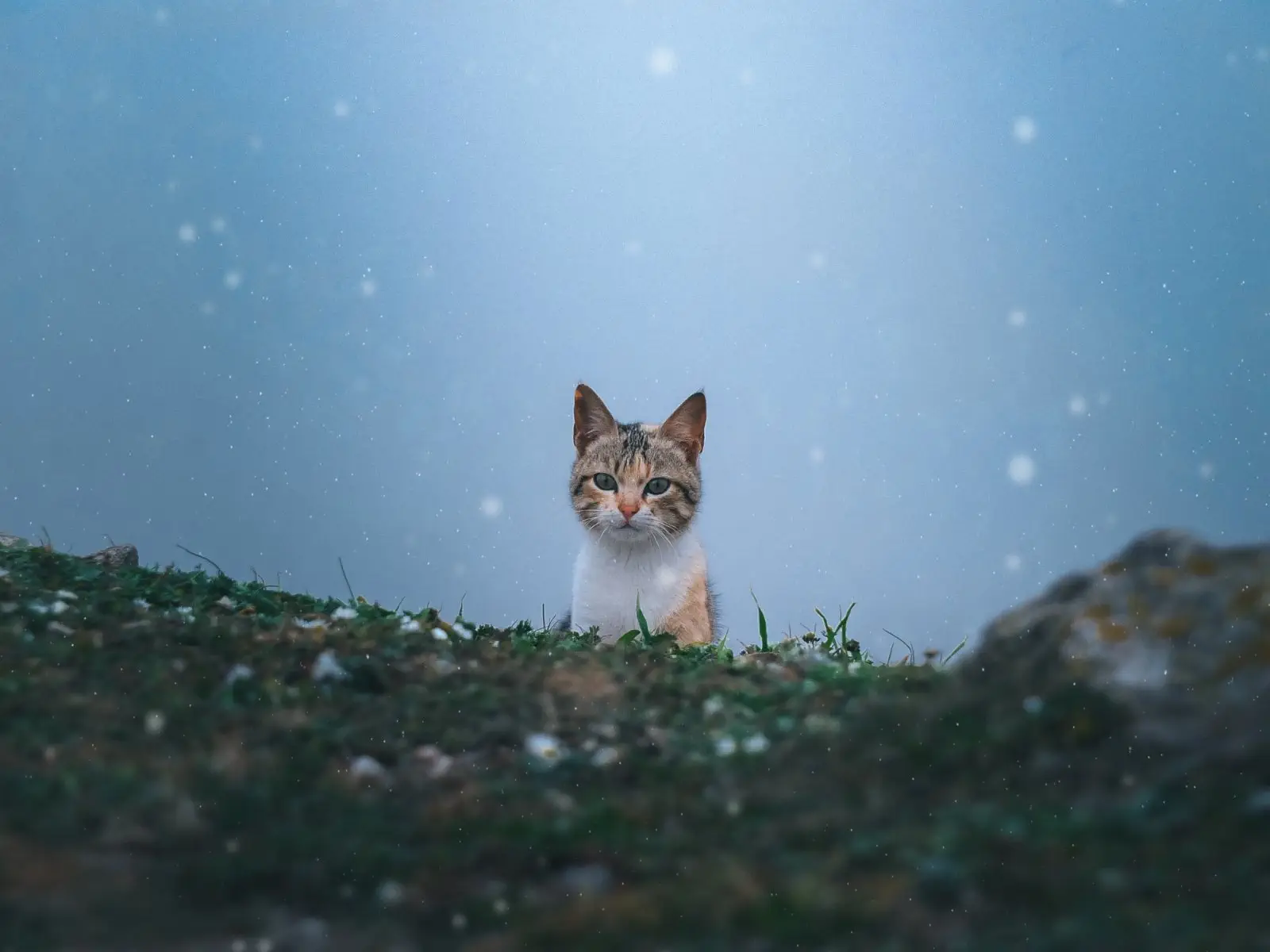 Image credit: Unsplash | Malek Dridi