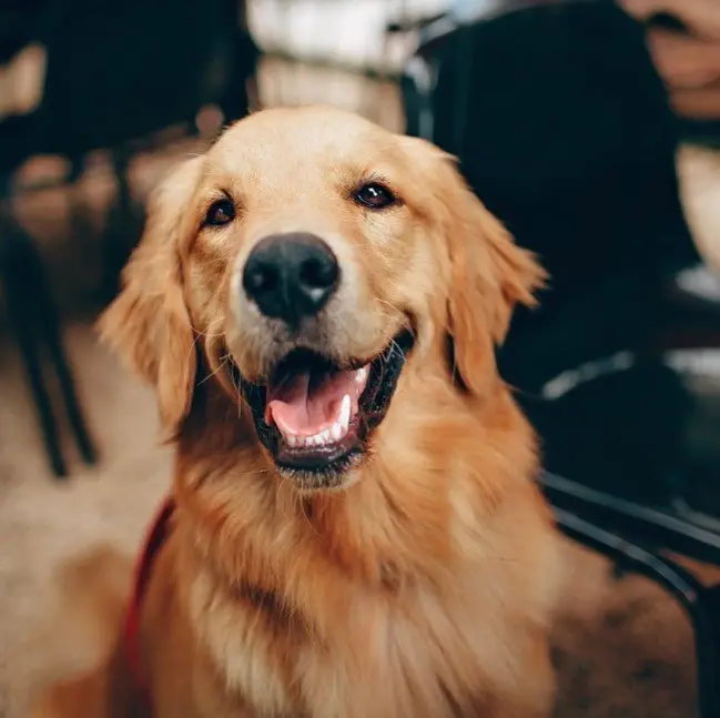 Image credit: Instagram | @dog_walking_first
