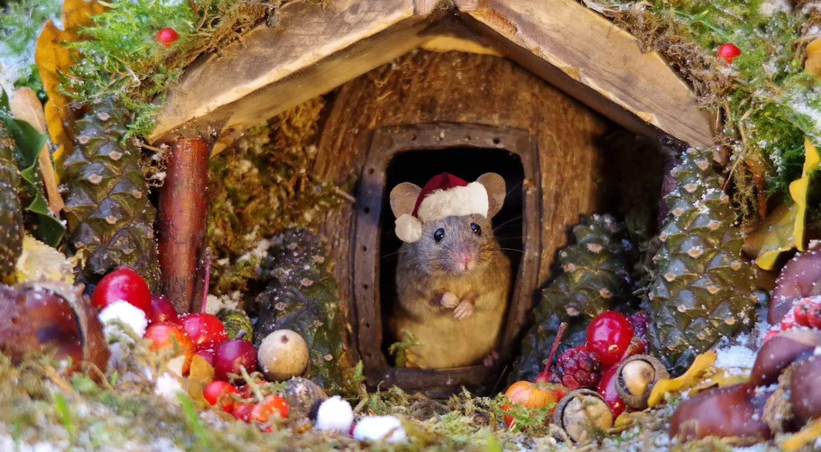 Image credit: Facebook | George the Mouse in a log pile house