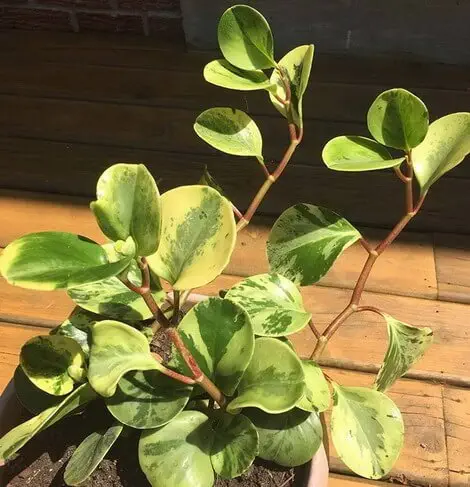 Image credit: House Plants Expert