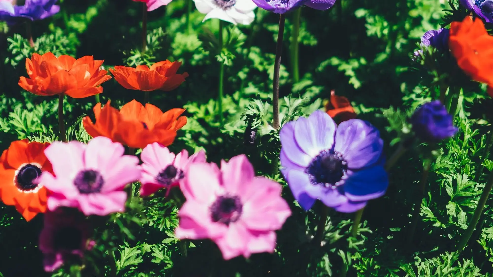 Image credit: Unsplash | Annie Spratt