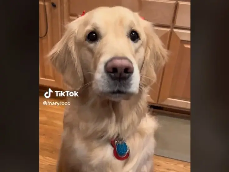 Image credit: TikTok | @maryrocc
