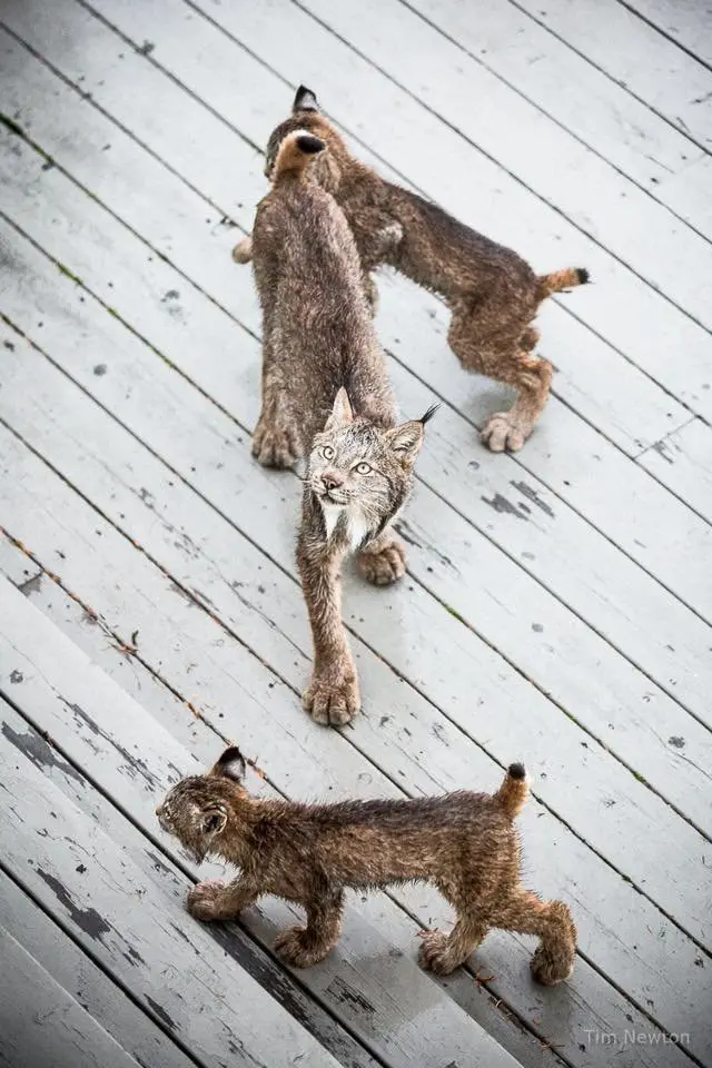 Image credit: Facebook | Tim Newton Photography