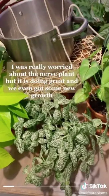 Image credit: TikTok | TikTok l selfcareplants