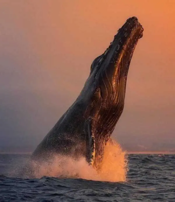 Image credit: Reddit | wadeybb
