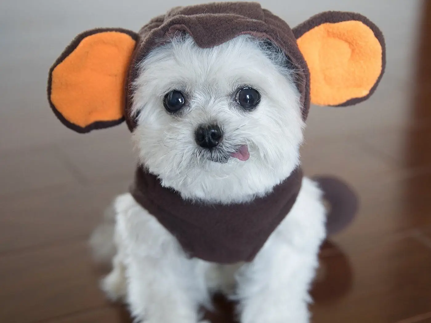 Image credit: instagram | @norbertthedog