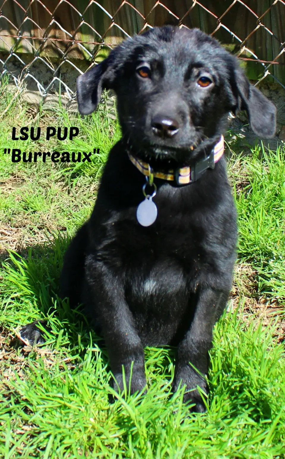 Image credit: Facebook | Humane Society of Northwest Louisiana