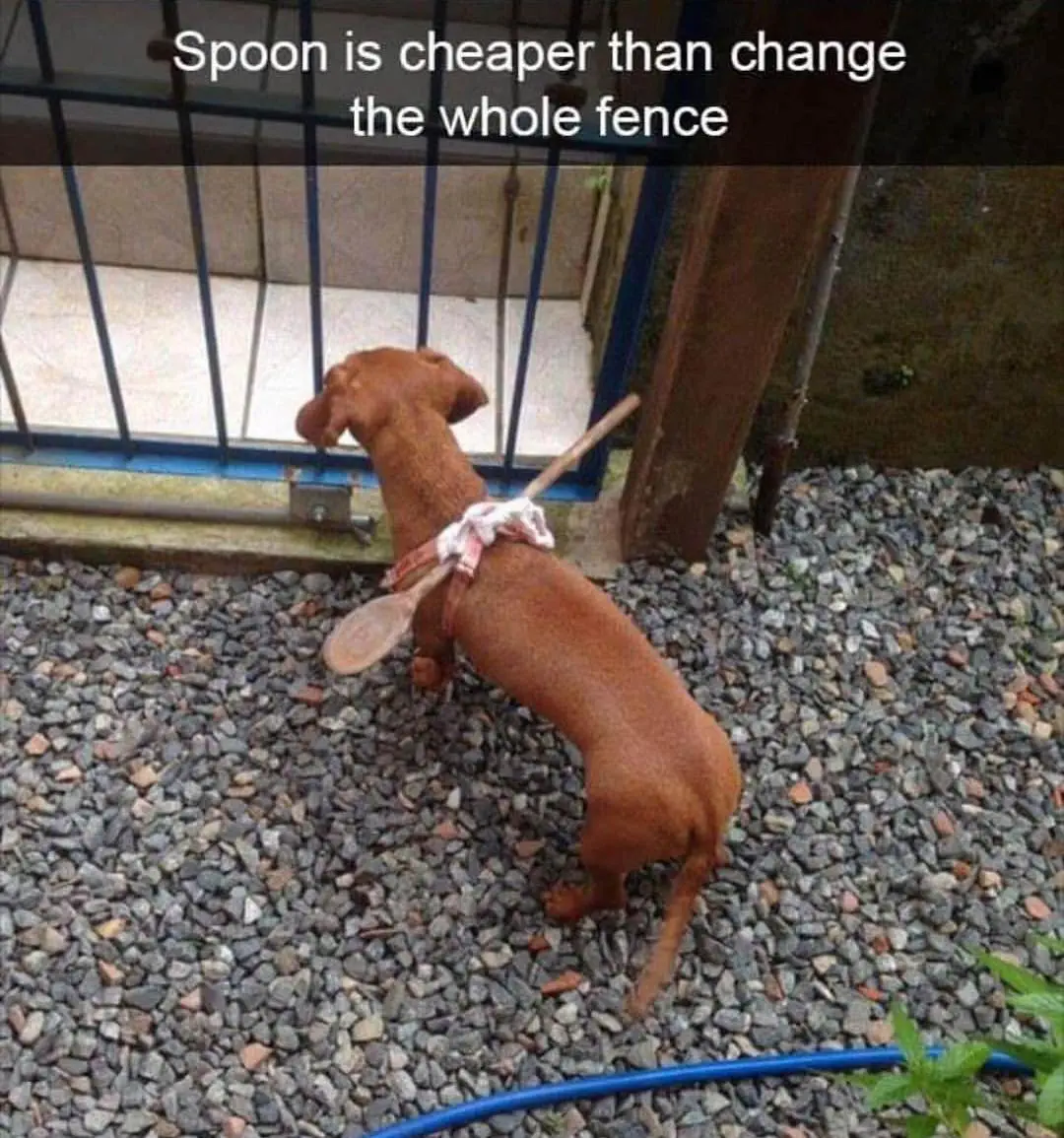Image credit: Instagram | @dogsbeingbasic