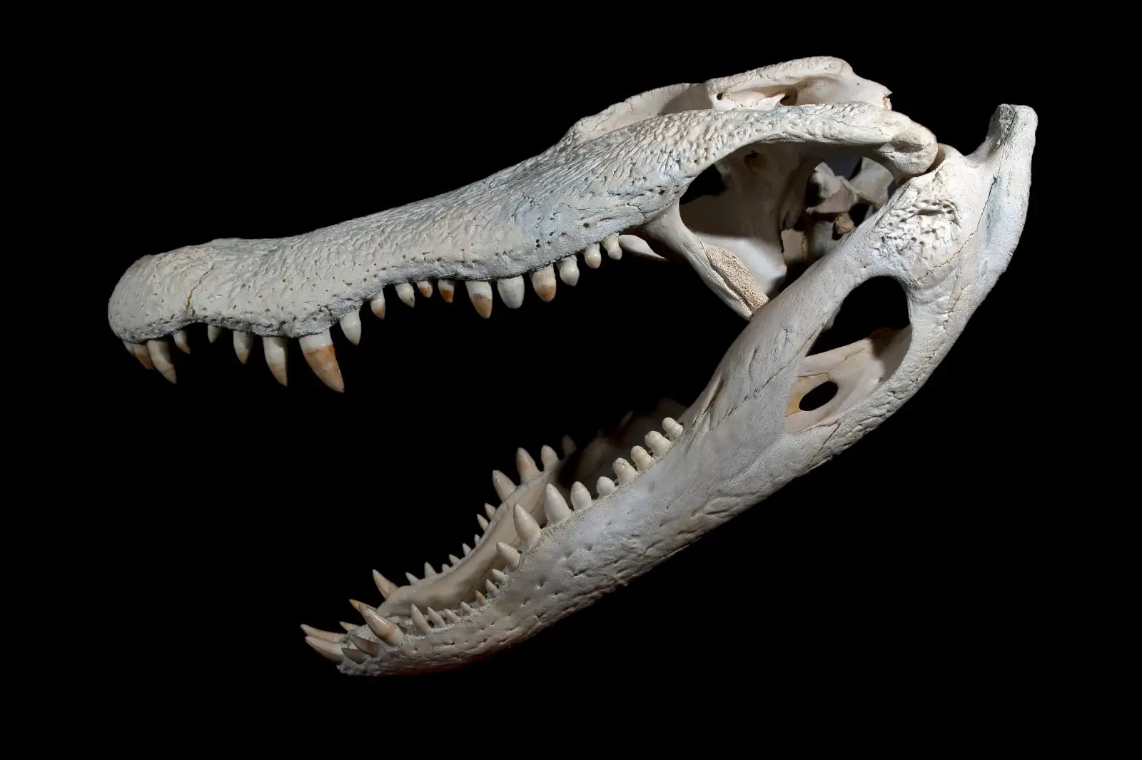 Image credit: https://diplycom5cc47.zapwp.com/q:i/r:0/wp:1/w:1/u:https://commons.wikimedia.org/wiki/File:Alligator_Cr%C3%A2ne_et_Mandibule.jpg