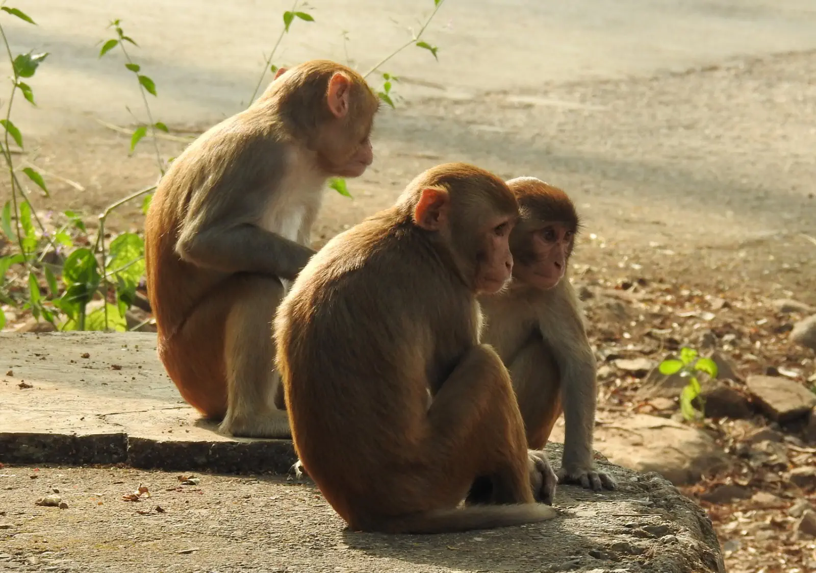 Image credit: https://commons.wikimedia.org/wiki/File:Rhesus_Macaque_Macaca_mulatta_by_Dr._Raju_Kasambe_DSCN3402_(13).jpg