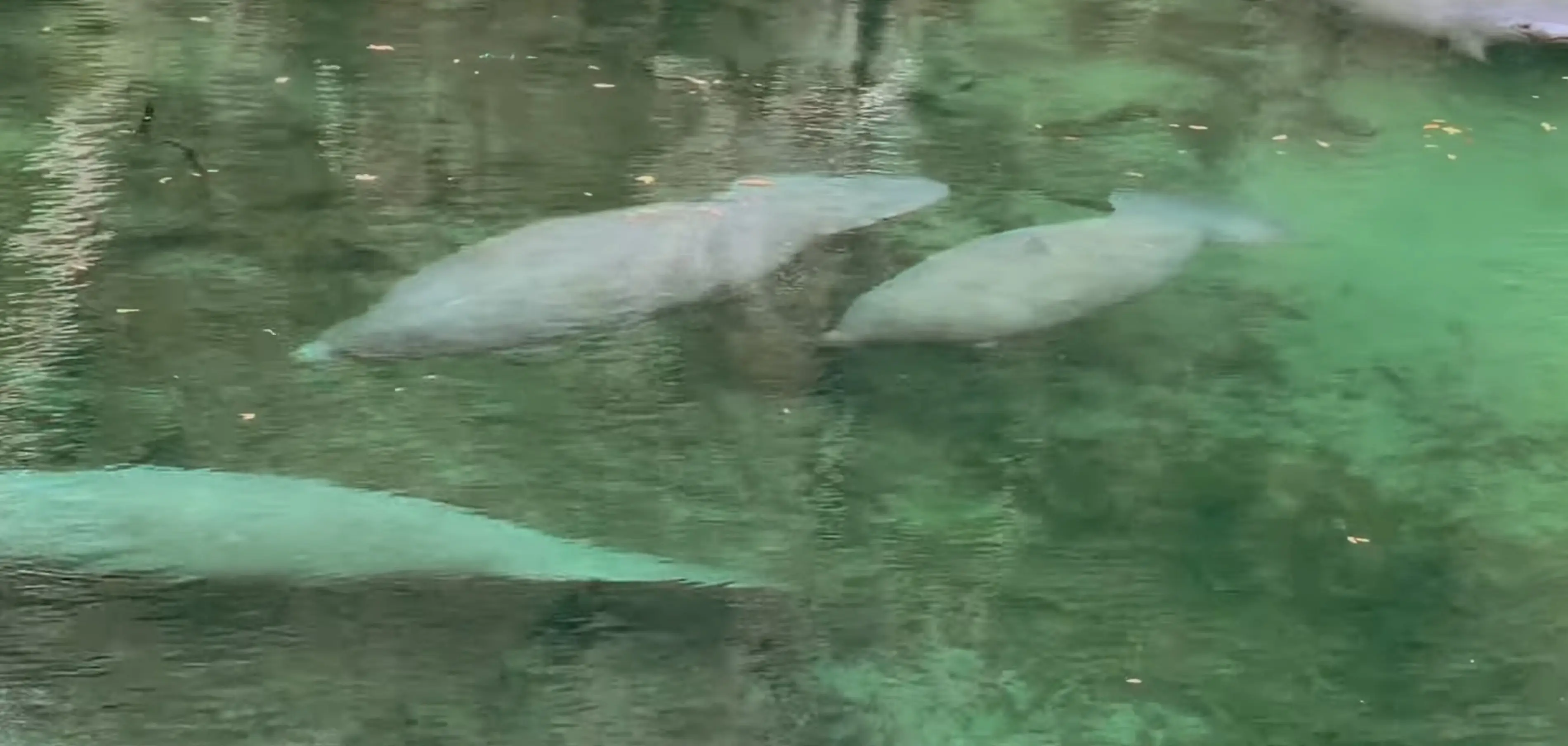 Image credit: youtube | Disney Parks