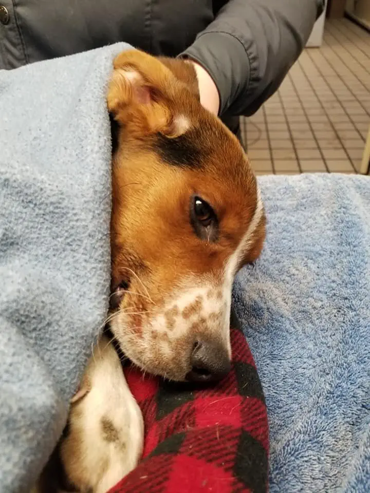 Image credit: Facebook | Detroit Pit Crew Dog Rescue