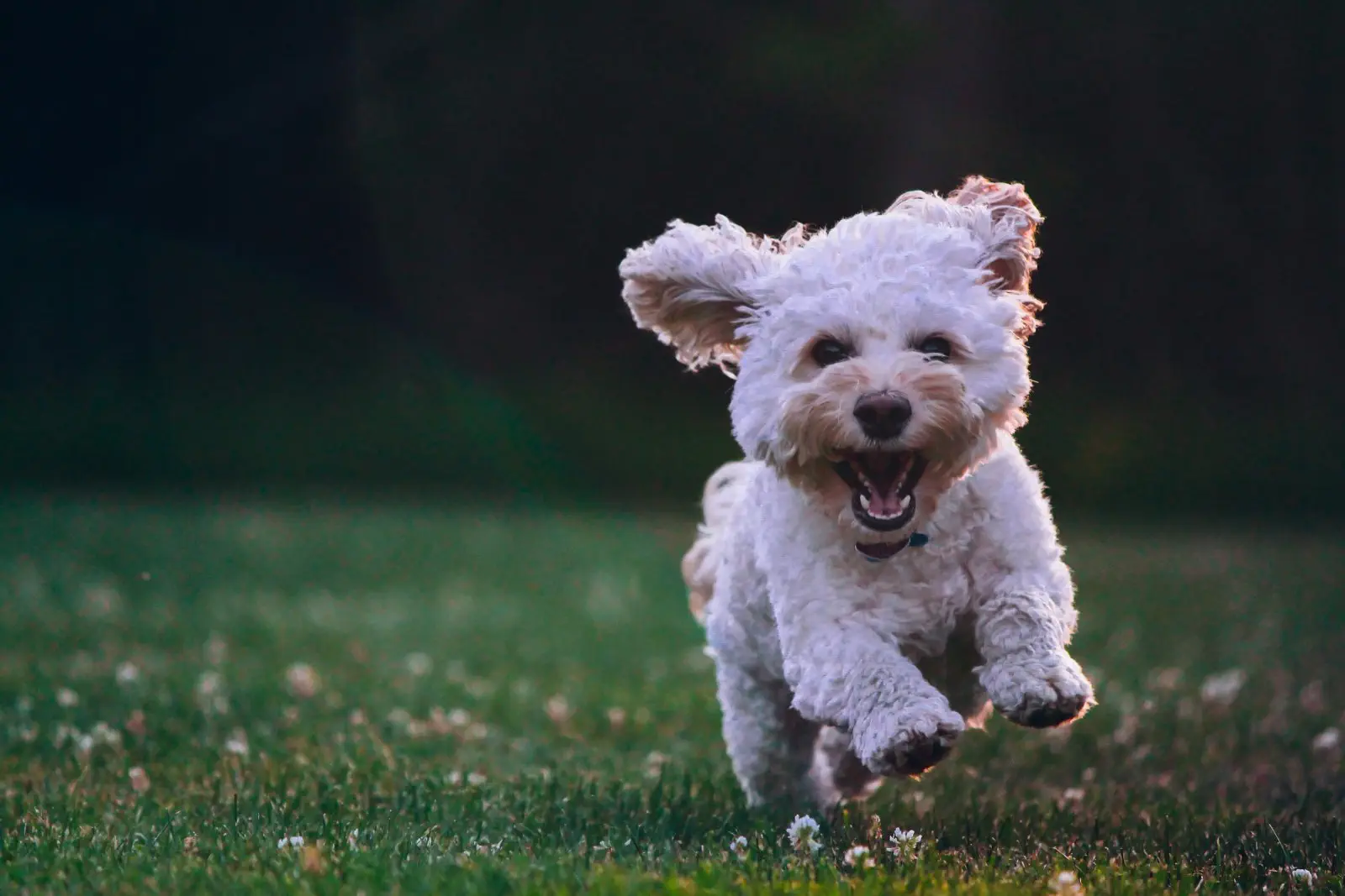 Image credit: Unsplash | Joe Caione