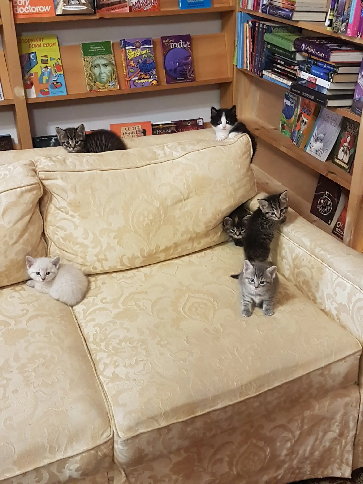 Image credit: Facebook | Otis & Clementine's Books & Coffee