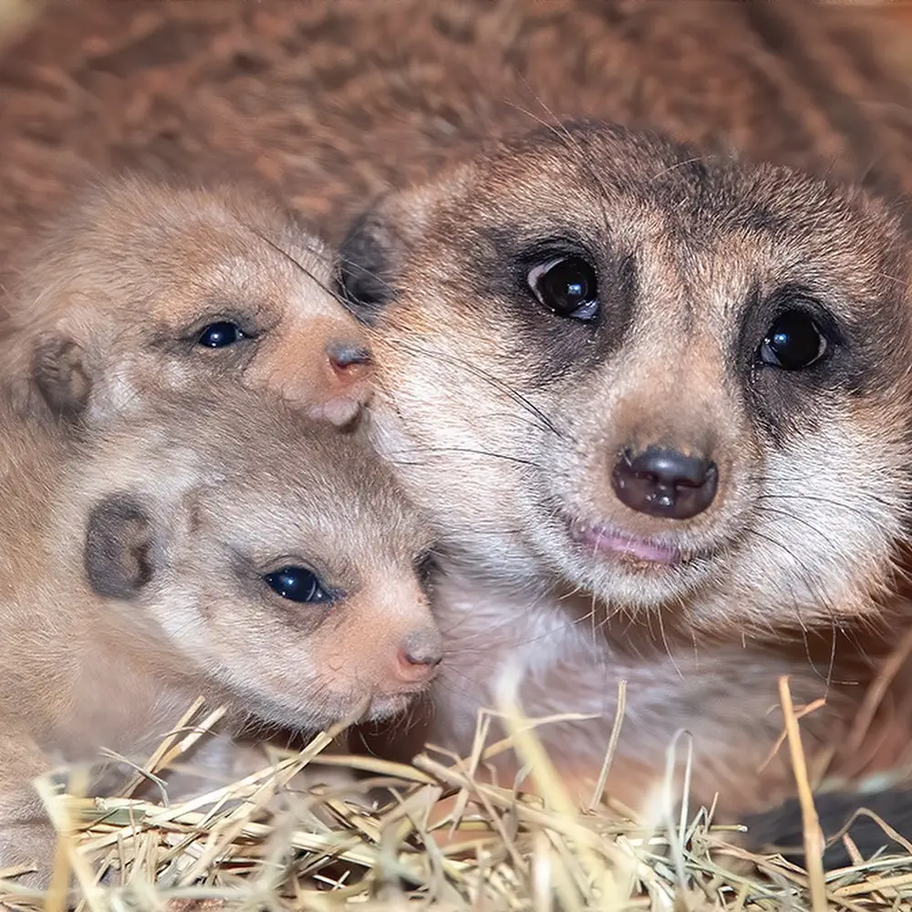 Image credit: Instagram | @zoomiami