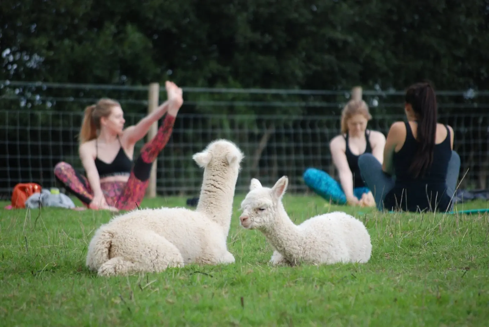 Image credit: Facebook | Rosebud Alpacas