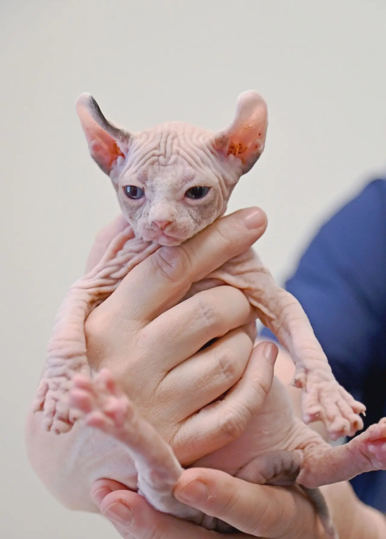 Image credit: Facebook | Helen Woodward Animal Center