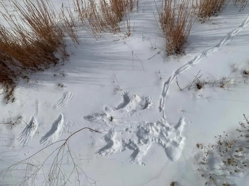 Image credit: Reddit | KansasFossilGuy