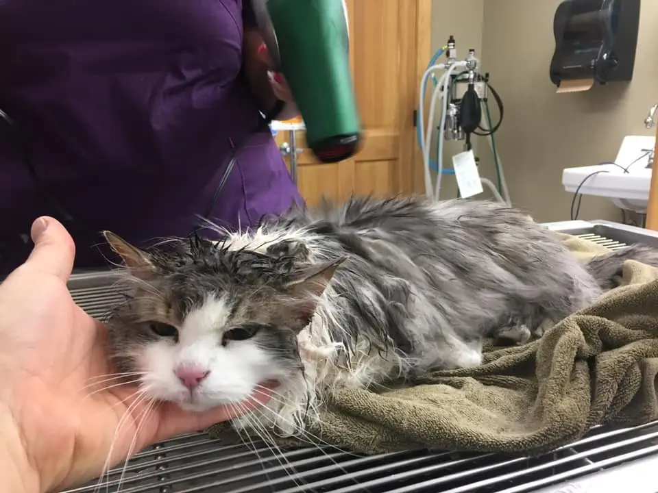 Image credit: Facebook | Animal Clinic of Kalispell