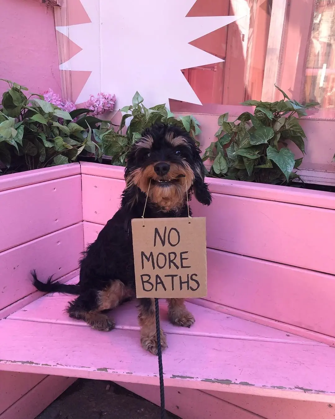 Image credit: Instagram | @dogwithsign