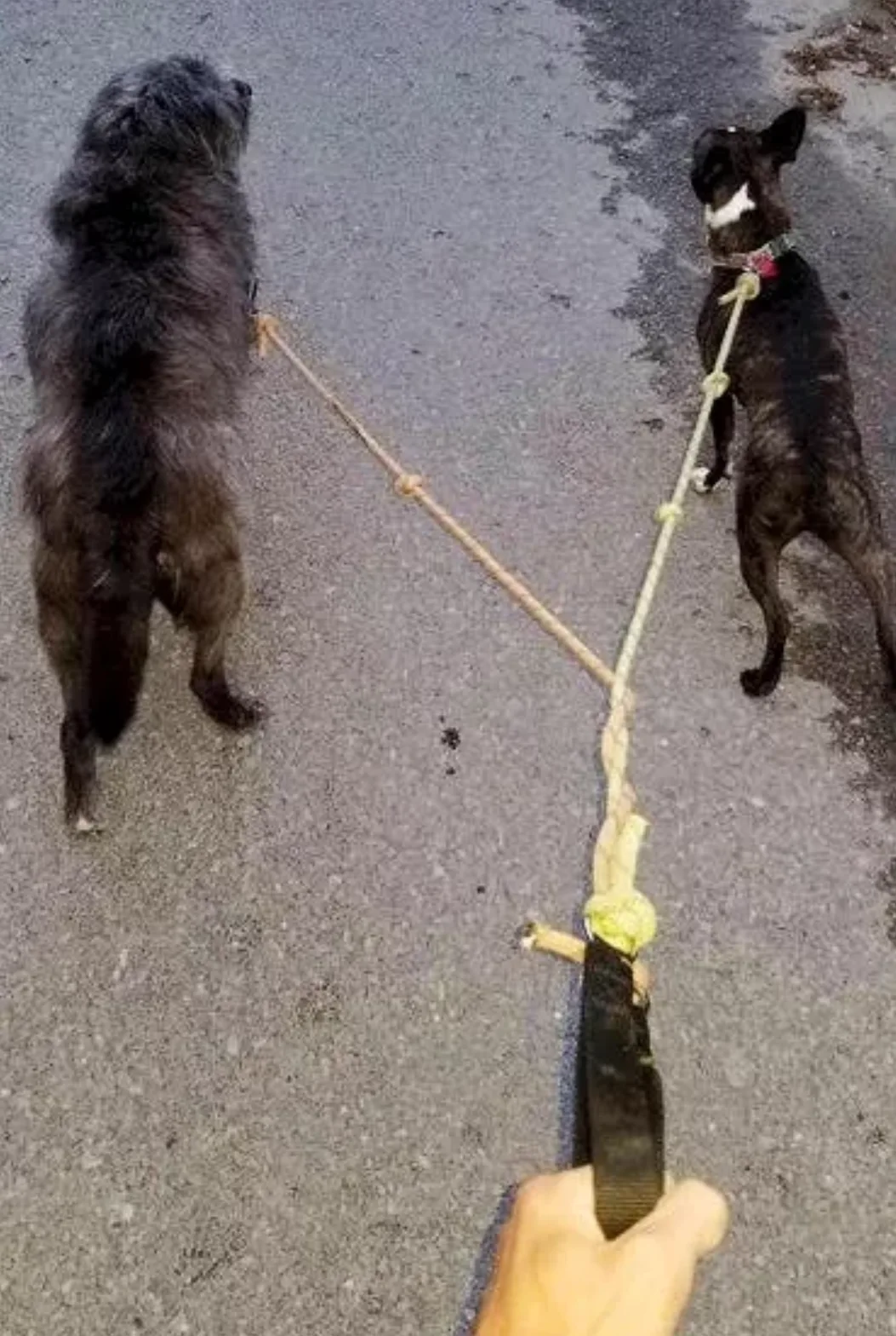 Image credit: Reddit | ratsquealy