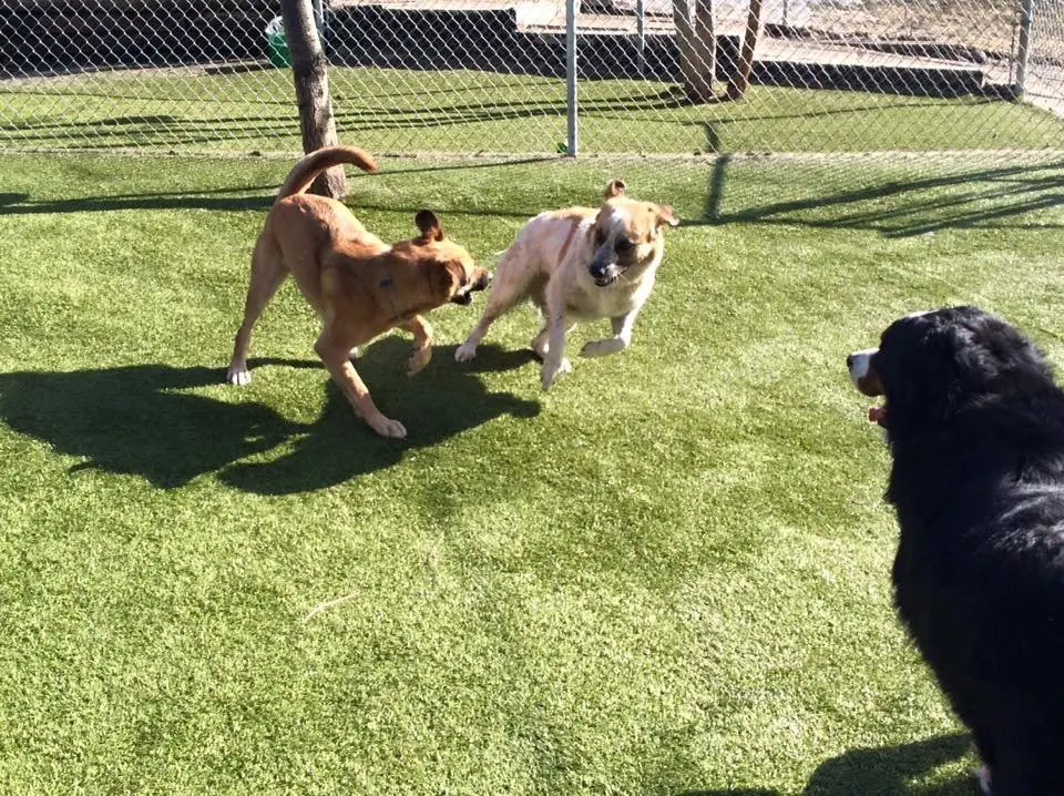 Image credit: Facebook | Barkers Pet Motel and Grooming
