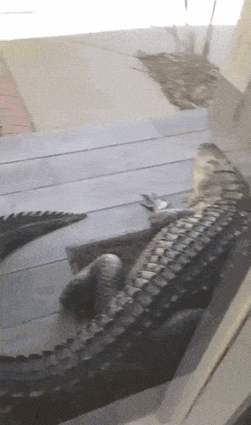 Image credit: Giphy | Storyful
