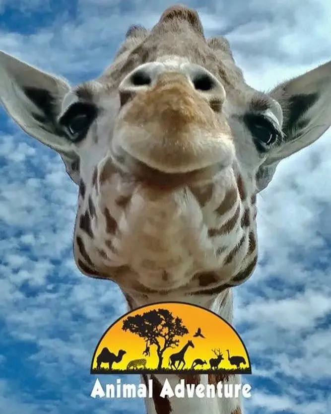 Image credit: Instagram | @animaladventurepark