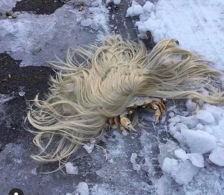Image credit: reddit | DefinitelyNot203Eels