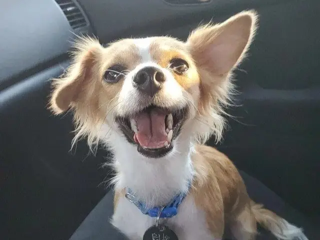 Image credit: reddit | the-dogtor-is-in