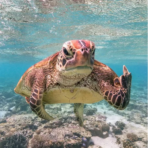 Image credit: Reddit | DangerousDetlef
