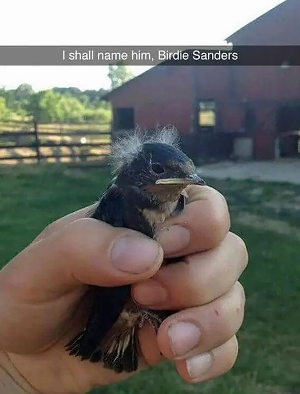 Bird (Image credit: Imgur | TedRob)