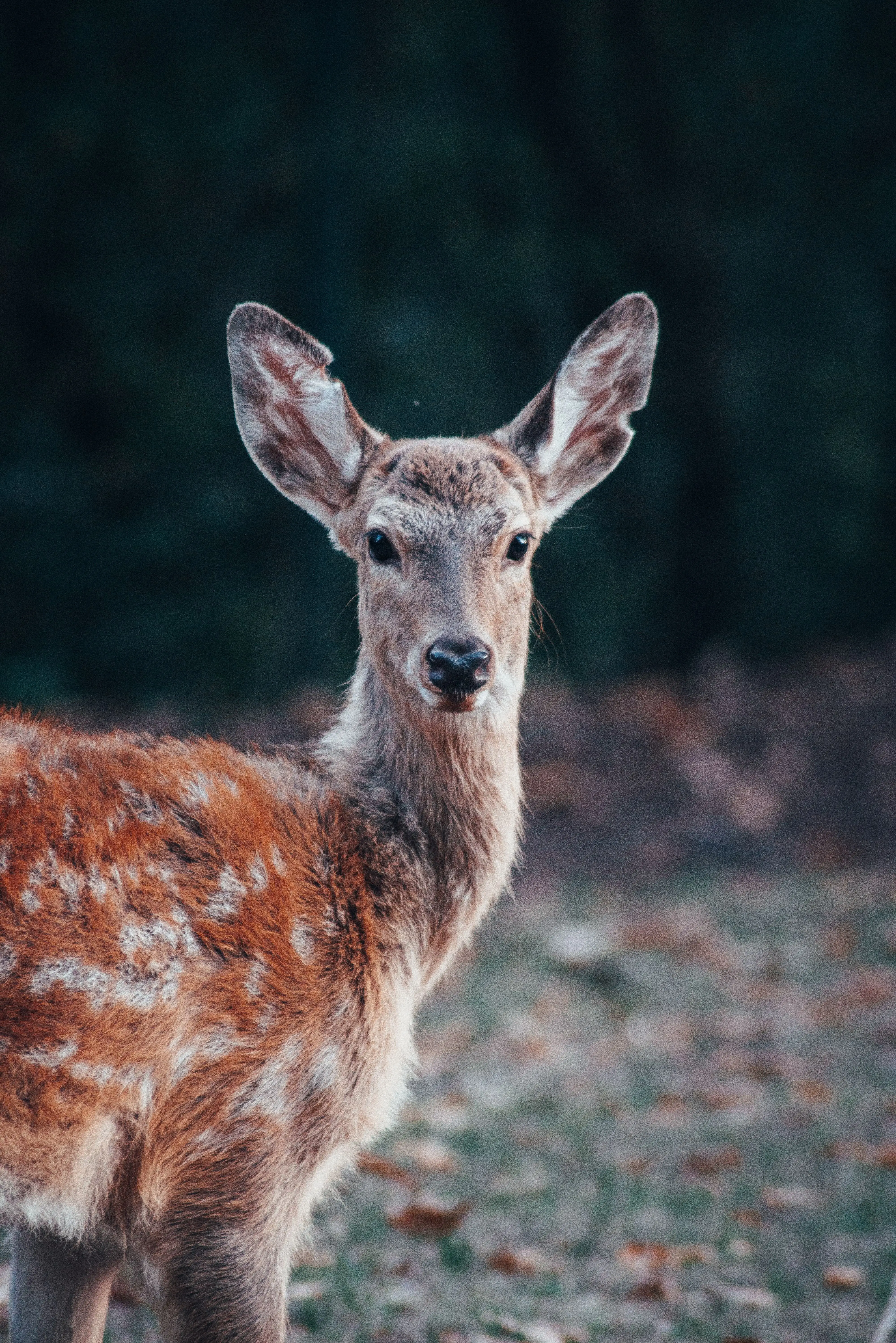 Image credit: Unsplash | Benjamin Raffetseder
